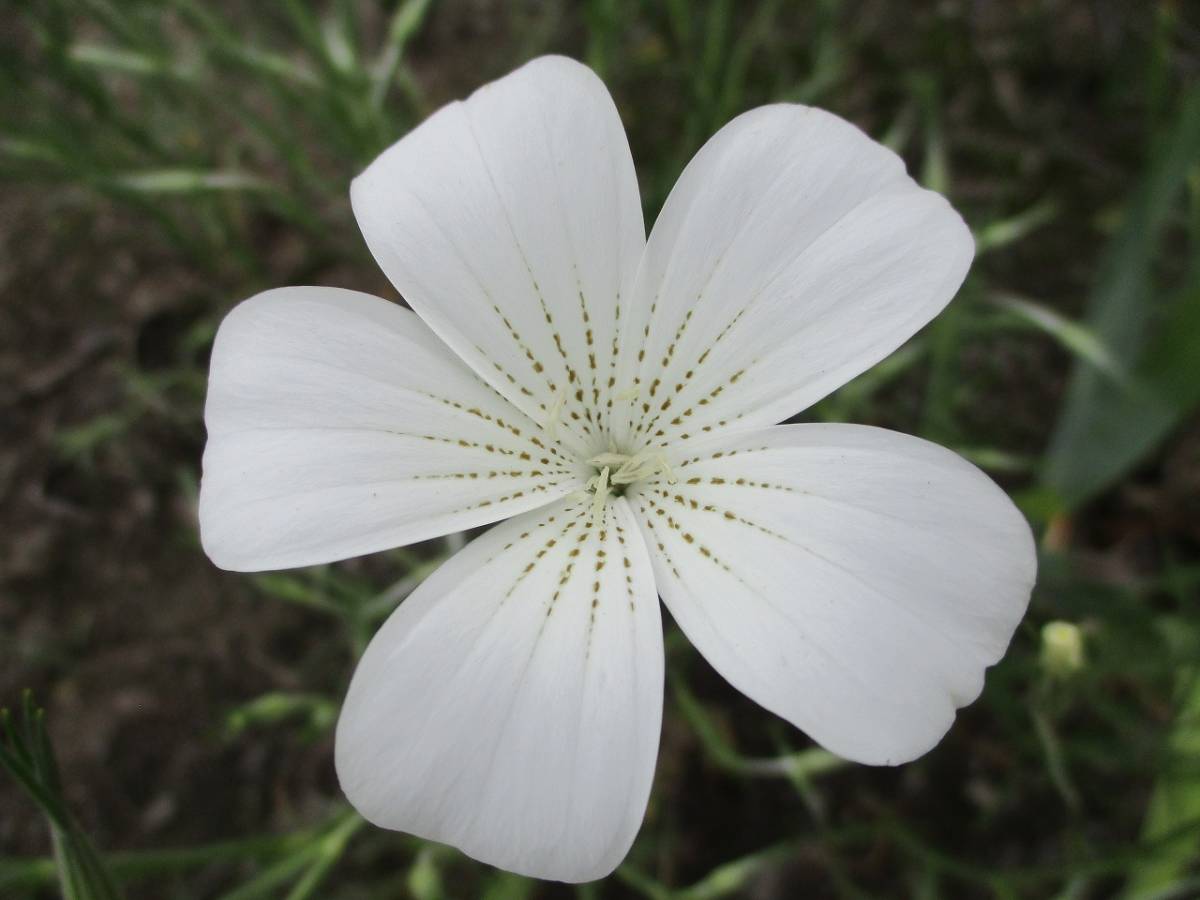 アグロステンマ 白色 種30粒 自家採取 同梱ｏｋ 種なら何点 も送料73円 種 売買されたオークション情報 Yahooの商品情報をアーカイブ公開 オークファン Aucfan Com