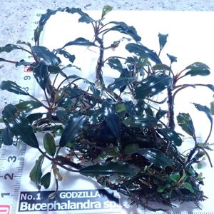 【専用出品】ブセファランドラ4種類セット 2025年最新】ブセファランドラ セットの人気アイテム - メルカリ