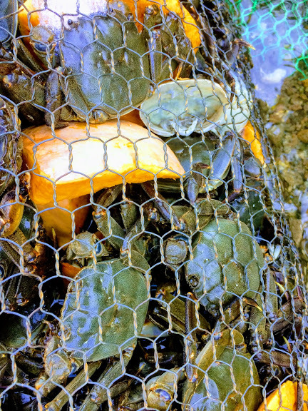 モクズガニ　メス150g～　1kｇ　　オス200ｇ前後　1ｋｇ　大分県　　モクズガニ（検上海ガニ、ツガニ　11/19