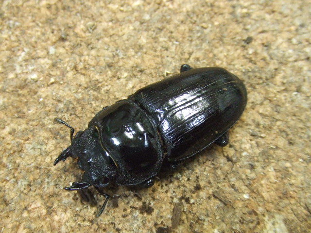即決！能勢SR血統 オオクワガタ 81X51 成虫ペア 9823 国産 
