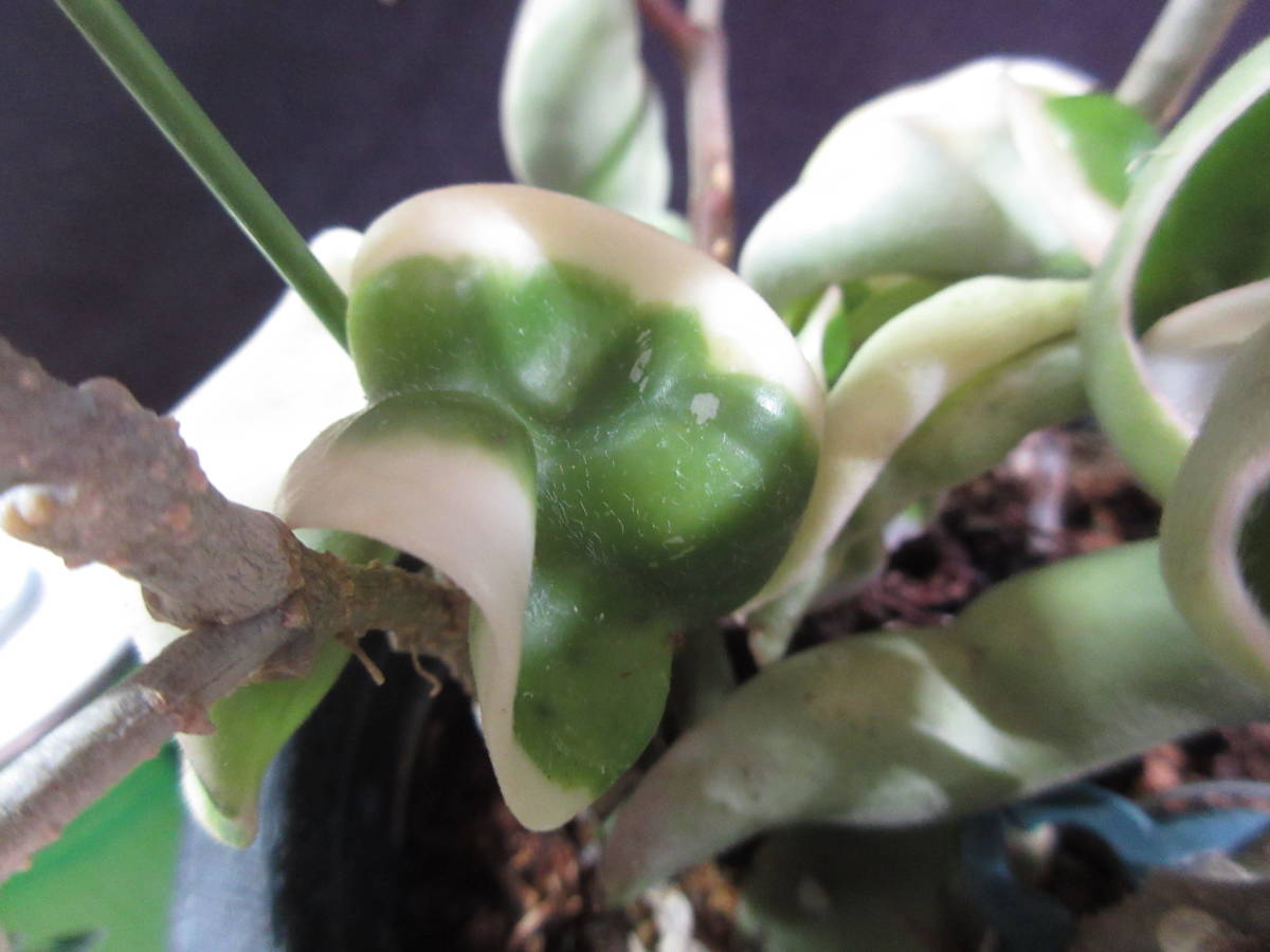 山野草 古典園芸 多肉植物 石化 覆輪サクララン ホヤ カルノーサ 3株入り 観葉植物 売買されたオークション情報 Yahooの商品情報をアーカイブ公開 オークファン Aucfan Com 山野草 古典園芸 多肉植物 石化 覆輪サクララン ホヤ カルノーサ 3株入り 観葉植物 売買されたオークション情報 Yahooの商品情報をアーカイブ公開 オークファン Aucfan Com