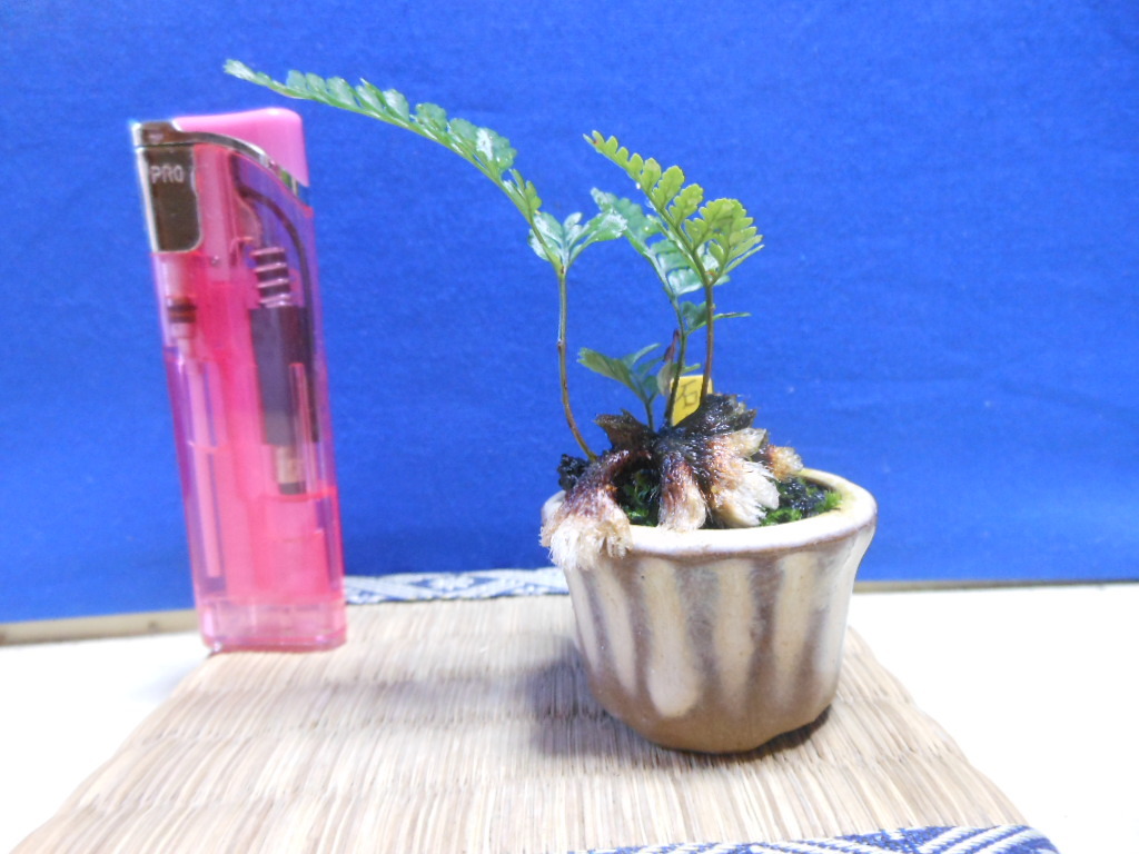 豆助ミニ盆栽 石化シノブ 松 売買されたオークション情報 Yahooの商品情報をアーカイブ公開 オークファン Aucfan Com