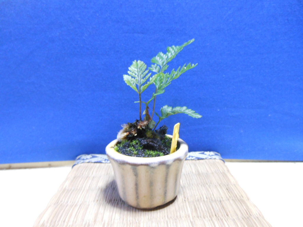 豆助ミニ盆栽 石化シノブ 松 売買されたオークション情報 Yahooの商品情報をアーカイブ公開 オークファン Aucfan Com