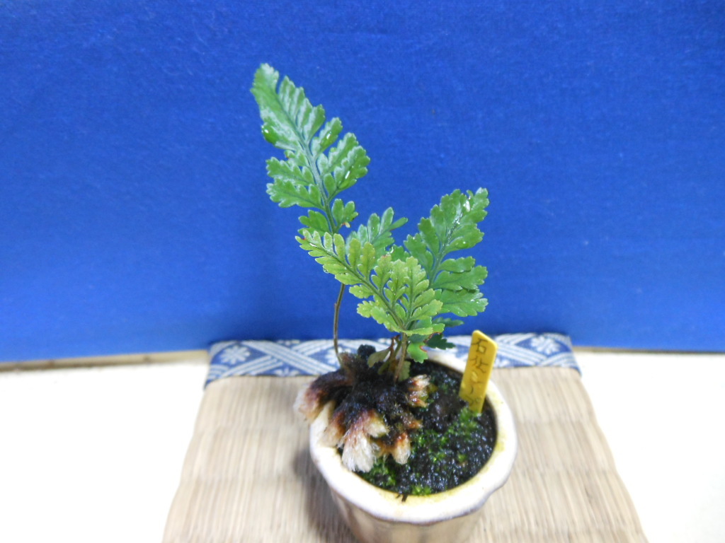 豆助ミニ盆栽 石化シノブ 松 売買されたオークション情報 Yahooの商品情報をアーカイブ公開 オークファン Aucfan Com