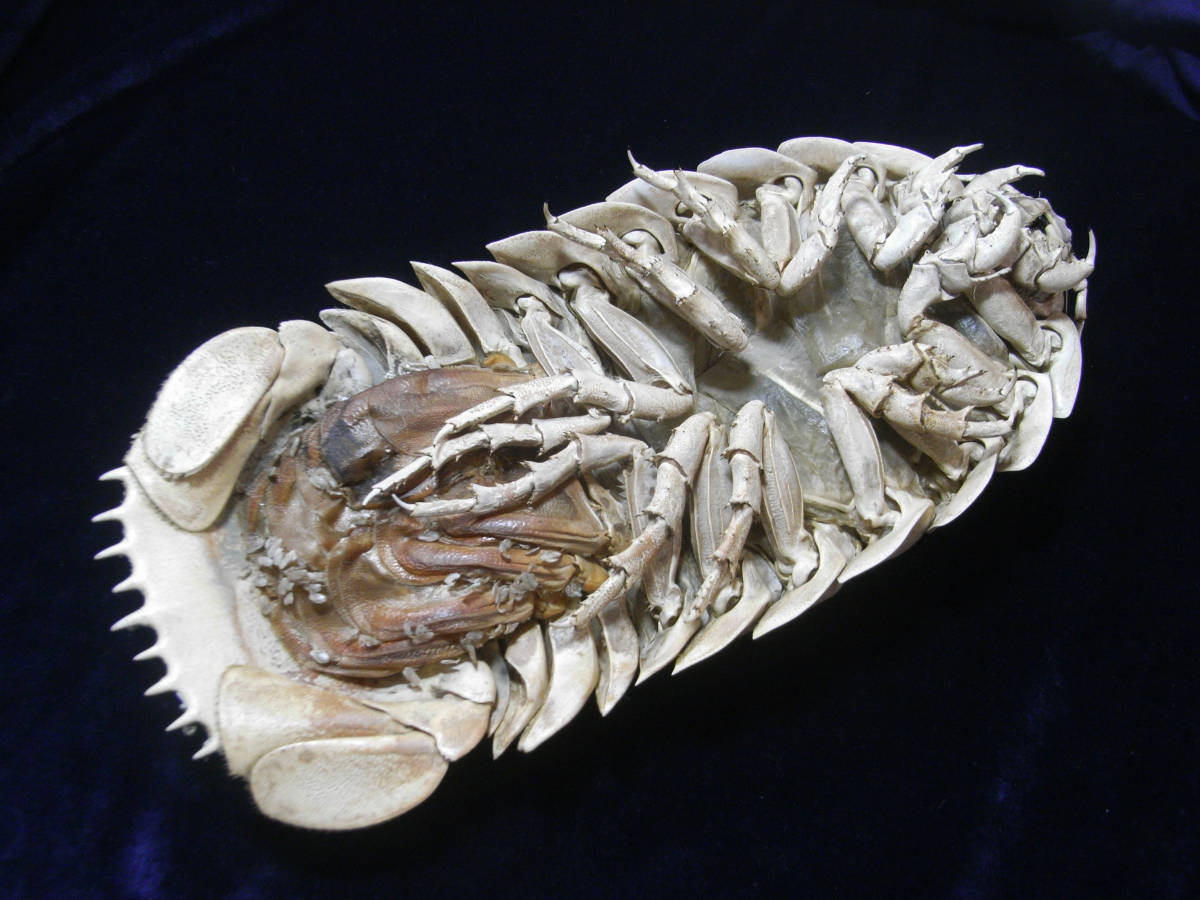 標本 大王具足蟲 ダイオウグソクムシ Bathynomis Giganteas 315mm 化石 売買されたオークション情報 Yahooの商品情報をアーカイブ公開 オークファン Aucfan Com