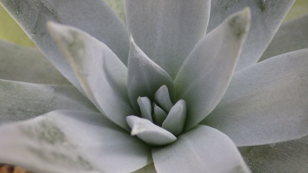 定番人気，SALE 多肉植物 ダドレア ブリトニー 仙女盃 地球上 最も白い植物(サボテン)｜売買されたオークション情報、yahooの商品情報をアーカイブ公開 - オークファン サボテン