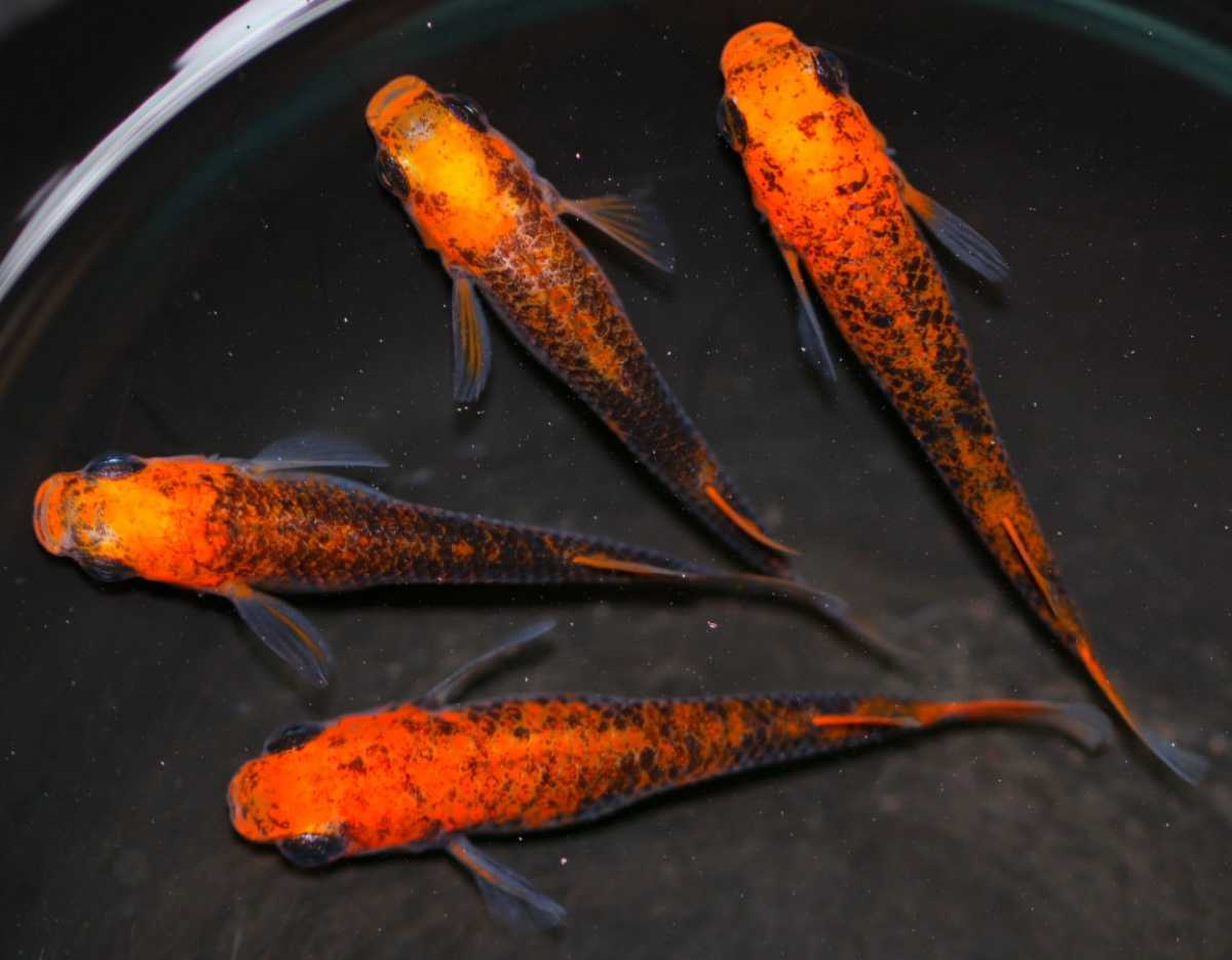 紅薊 ブラックリム系 ☆2ペア ☆4匹　めだか☆☆