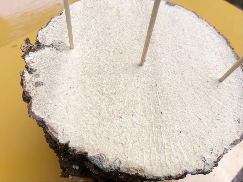 昆虫用品 4本セット！最強のクワガタ産卵木 特大サイズで爆産！植菌