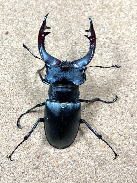 アクベシアヌス ミヤマ ♂82.4mm ♀47.1①mm ペア CBF1【ルカヌスの里