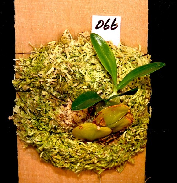 【人気SALE，送料無料】 洋蘭原種 066 マダガスカルの鱗バルボ 少し小さめ Bulb. sp バルボフィラム 品種不詳 Bulb. sp バルボフィラム 品種不詳(ラン)｜売買されたオークション情報、yahooの商品情報をアーカイブ公開 - ラン