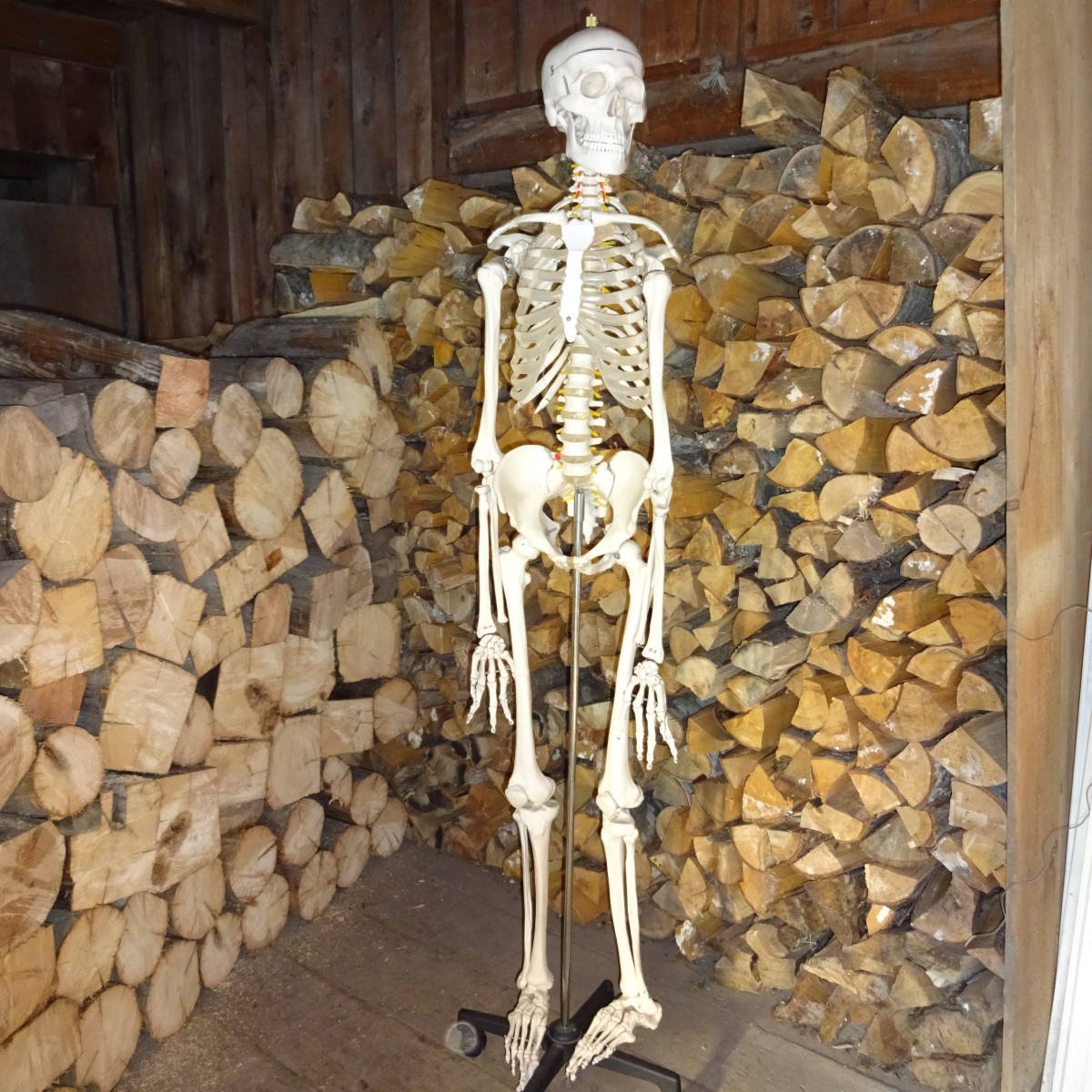 等身大骨格模型　キャスター付き骨格模型　人体模型　台付き180ｃｍ/骨格170ｃｍ_1