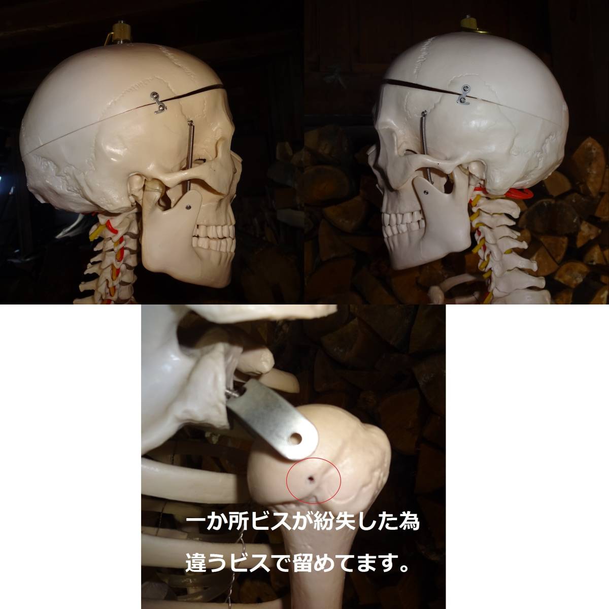 等身大骨格模型　キャスター付き骨格模型　人体模型　台付き180ｃｍ/骨格170ｃｍ_10