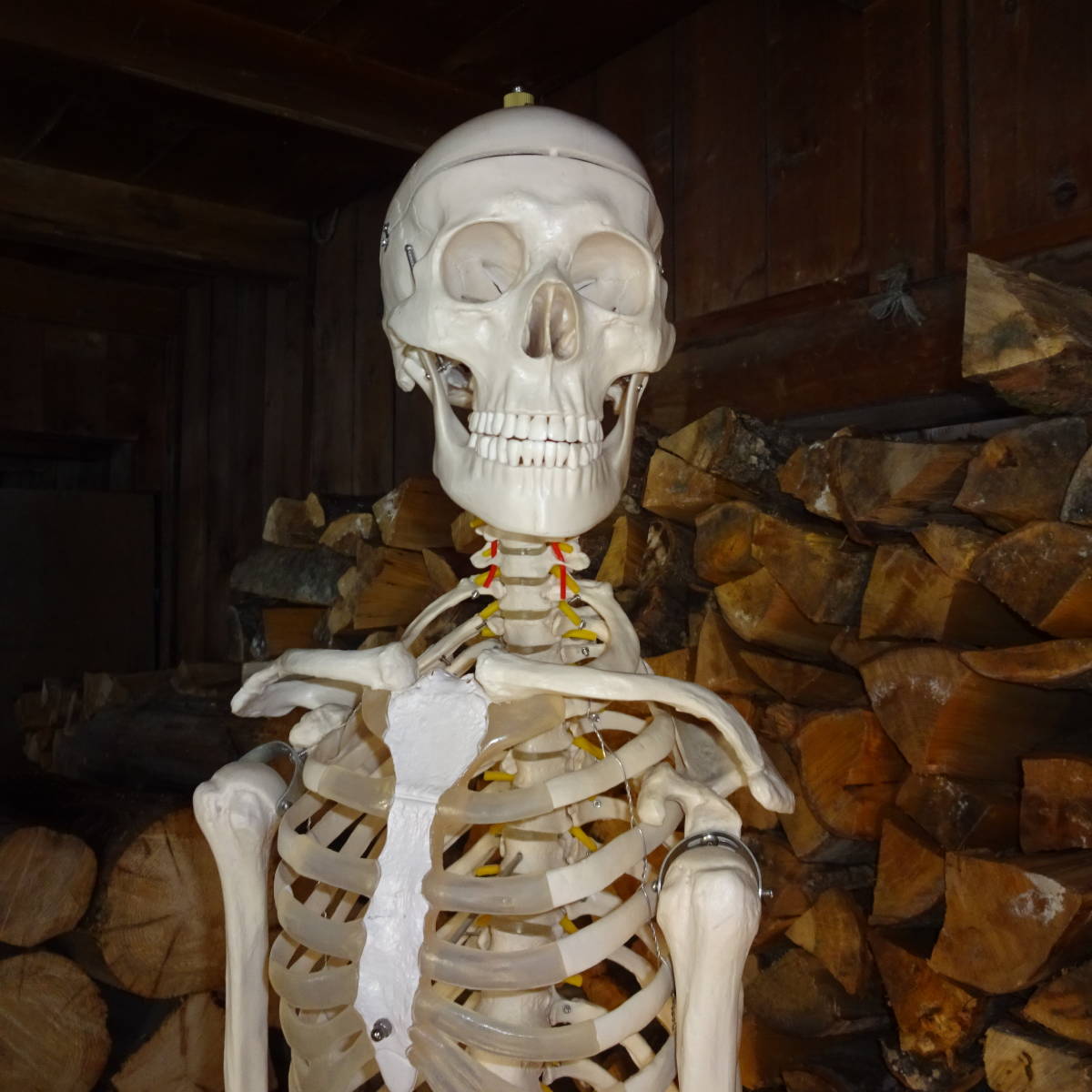 等身大骨格模型　キャスター付き骨格模型　人体模型　台付き180ｃｍ/骨格170ｃｍ_2