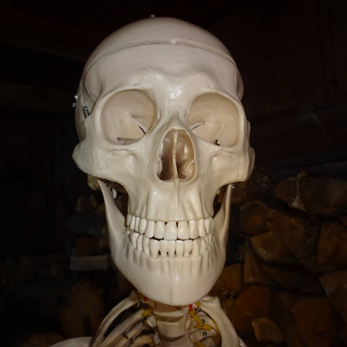 等身大骨格模型　キャスター付き骨格模型　人体模型　台付き180ｃｍ/骨格170ｃｍ_3