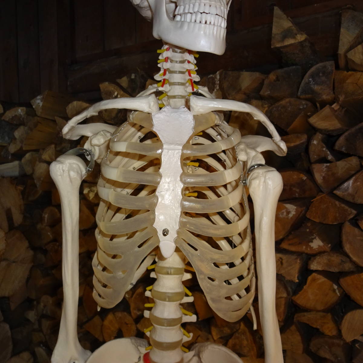 等身大骨格模型　キャスター付き骨格模型　人体模型　台付き180ｃｍ/骨格170ｃｍ_4