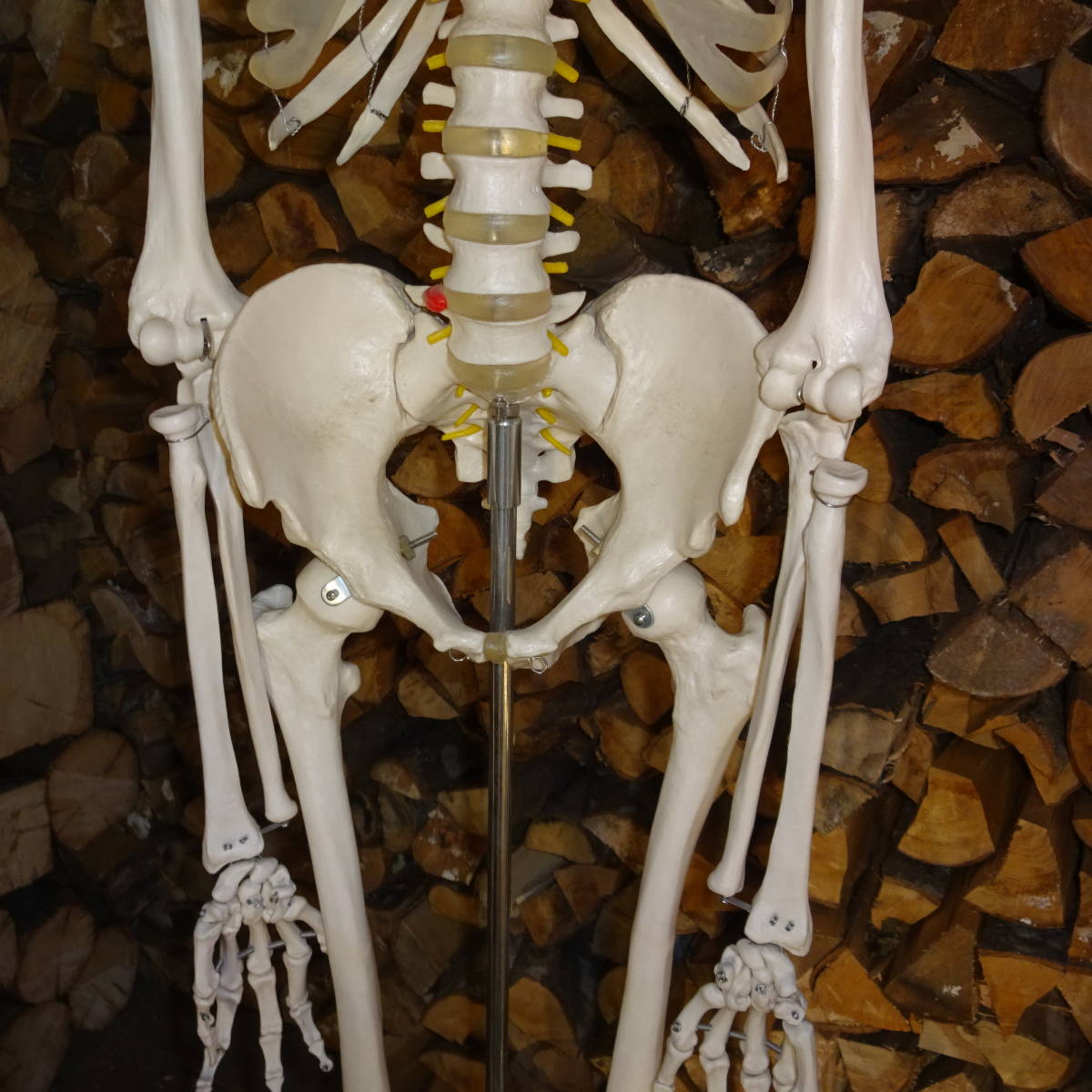 等身大骨格模型　キャスター付き骨格模型　人体模型　台付き180ｃｍ/骨格170ｃｍ_5
