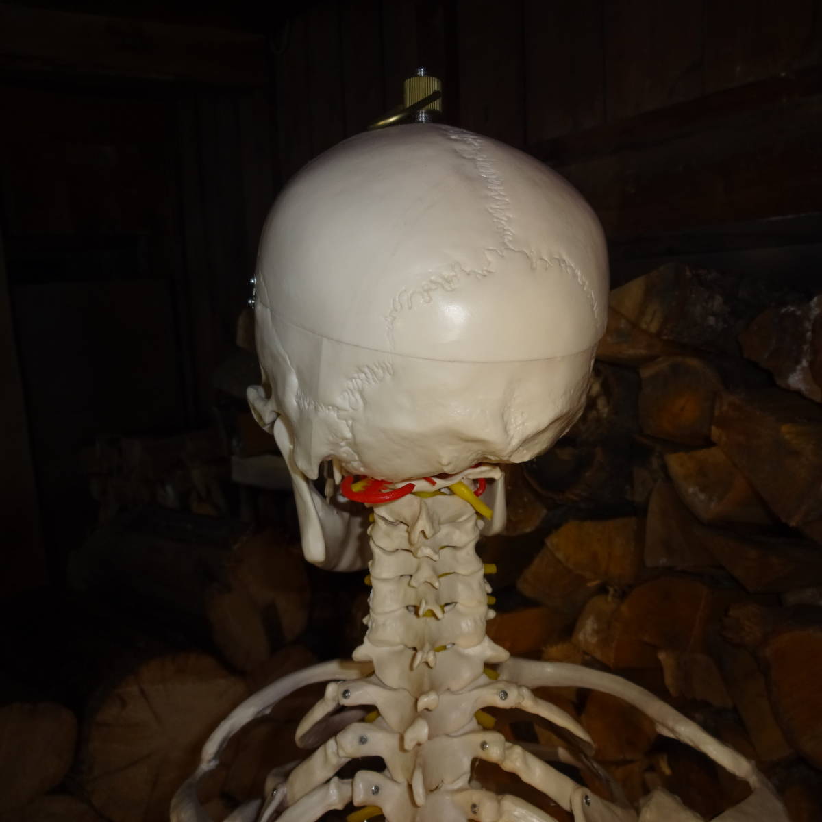 等身大骨格模型　キャスター付き骨格模型　人体模型　台付き180ｃｍ/骨格170ｃｍ_6