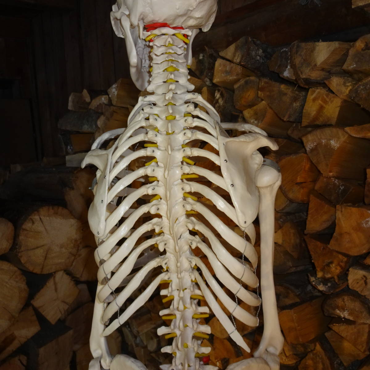 等身大骨格模型　キャスター付き骨格模型　人体模型　台付き180ｃｍ/骨格170ｃｍ_7