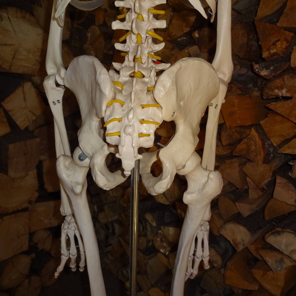 等身大骨格模型　キャスター付き骨格模型　人体模型　台付き180ｃｍ/骨格170ｃｍ_8