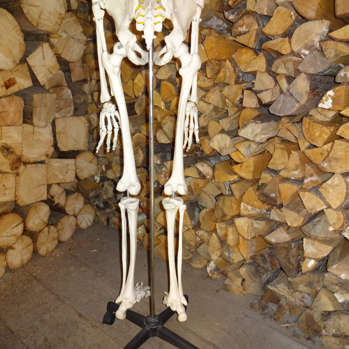 等身大骨格模型　キャスター付き骨格模型　人体模型　台付き180ｃｍ/骨格170ｃｍ_9