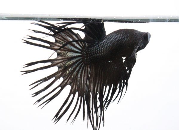 Ct ブラックオーキッドクラウンテール T 5 三点落札 Betta アクアラボ平安 ベタ ベタ 売買されたオークション情報 Yahooの商品情報をアーカイブ公開 オークファン Aucfan Com Ct ブラックオーキッドクラウンテール T 5 三点落札 Betta アクアラボ平安 ベタ ベタ 売買されたオークション情報 Yahooの商品情報をアーカイブ公開 オークファン Aucfan Com