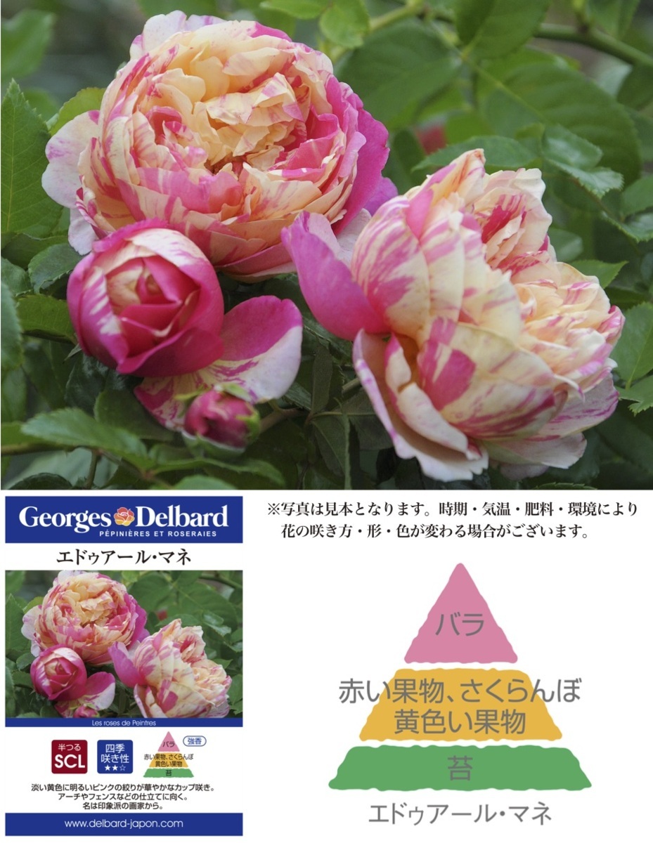 薔薇しかない花屋 ｎｅｗ フレンチ エドゥアールマネ ６号大苗鉢 バラ 売買されたオークション情報 Yahooの商品情報をアーカイブ公開 オークファン Aucfan Com