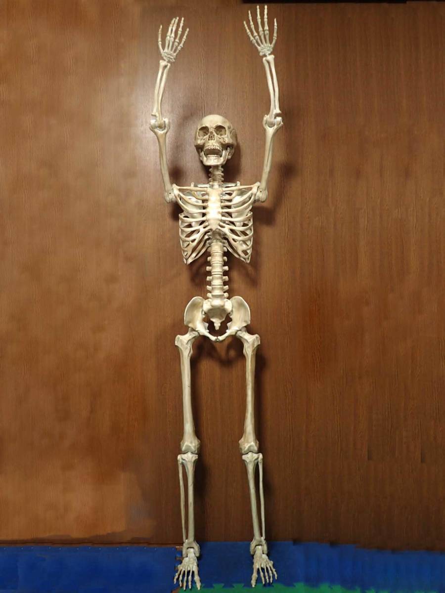 義 稀少品 骸骨 ガイコツ スカル 等身大標本 箱なし S160 洋風 売買されたオークション情報 Yahooの商品情報をアーカイブ公開 オークファン Aucfan Com