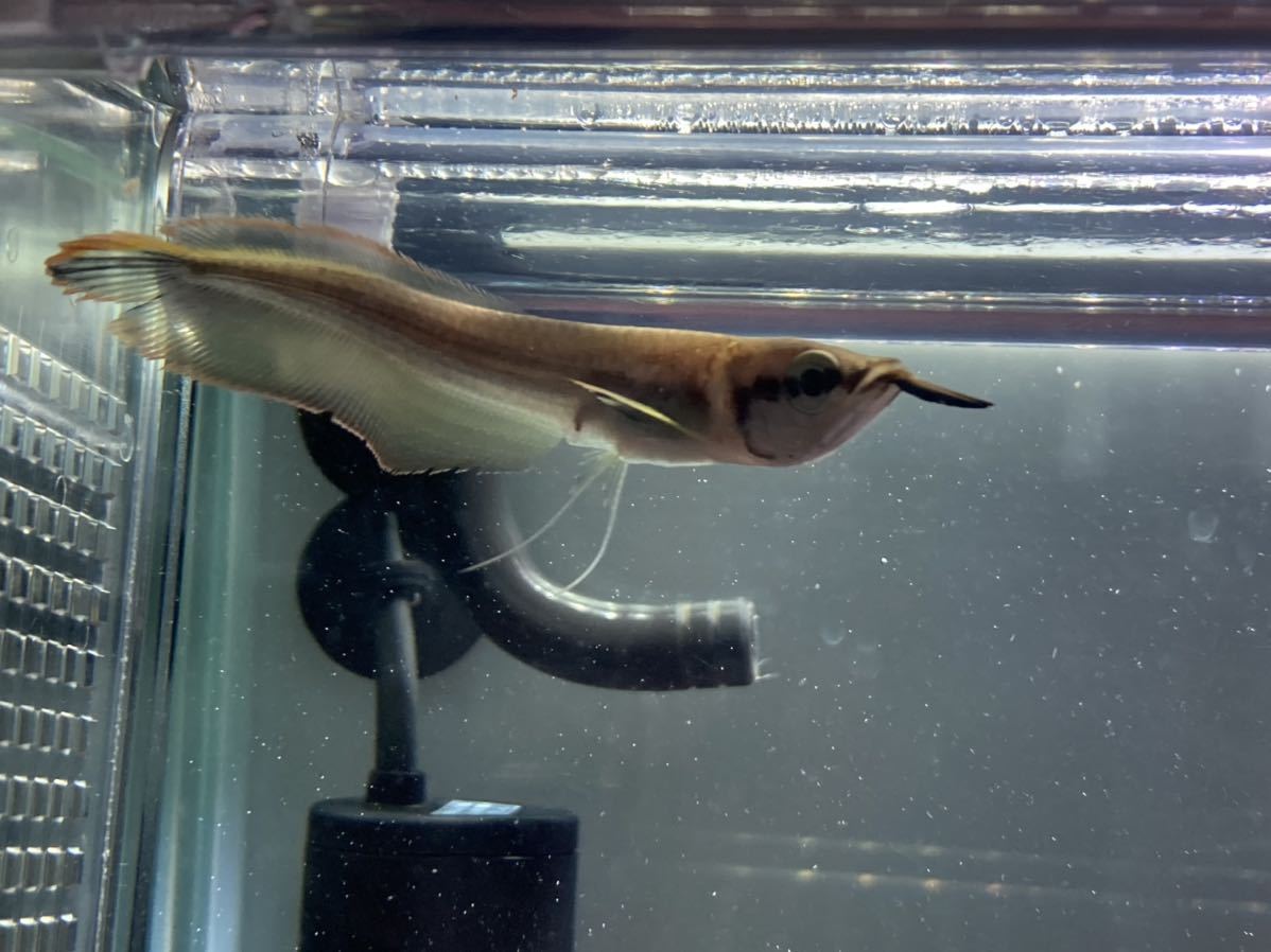 売り切り ブラックアロワナベビー アロワナ 売買されたオークション情報 ヤフオク の商品情報をアーカイブ公開 オークファン Aucfan Com