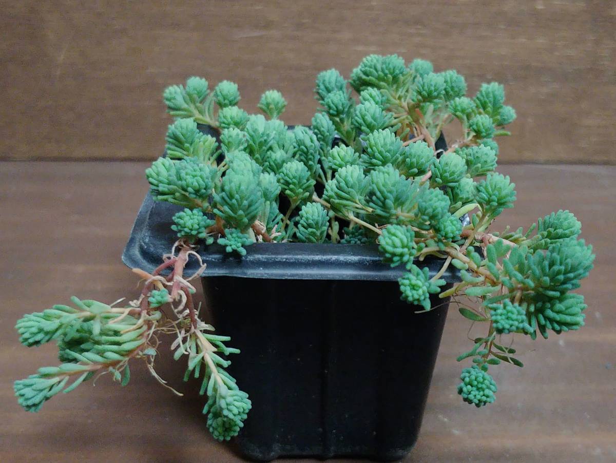 多肉植物 セダム パリダム 初心者向け サボテン 売買されたオークション情報 Yahooの商品情報をアーカイブ公開 オークファン Aucfan Com