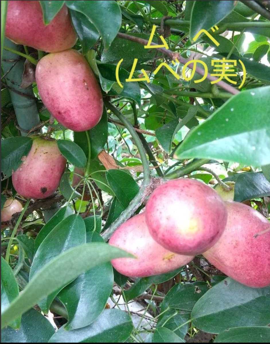 ムベ 別名 トキワアケビ 苗木 挿し木2年生 サイズ 約40cm 蔓先迄 果物 売買されたオークション情報 Yahooの商品情報をアーカイブ公開 オークファン Aucfan Com