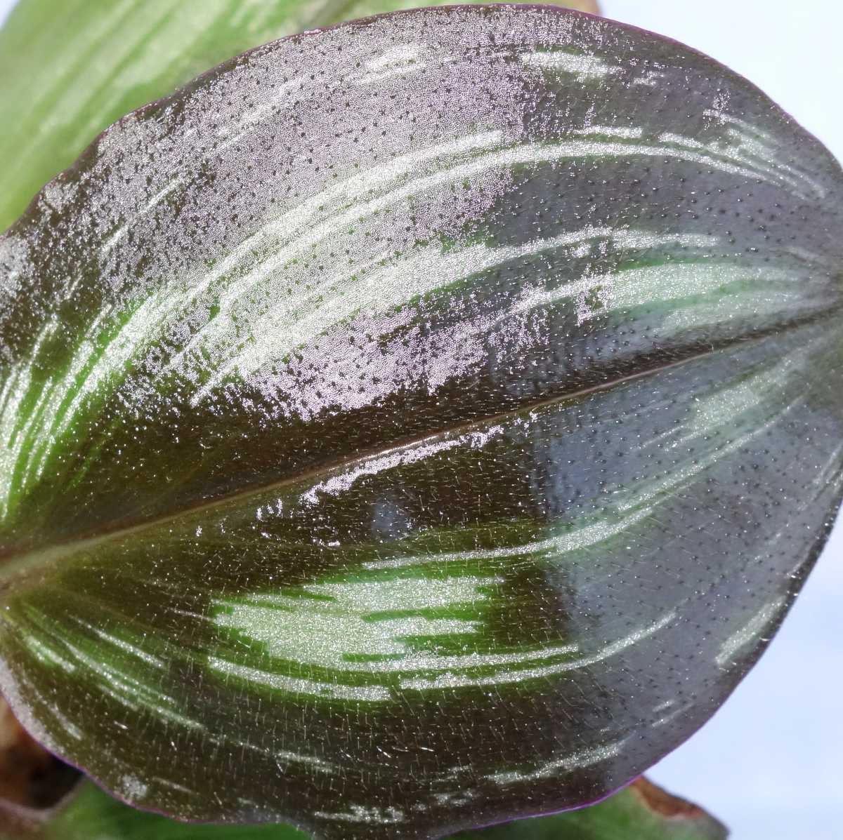 ツユクサsp ベトナム北部産 成長点2つ の中株 熱帯植物 ジュエルオーキッド 観葉植物 売買されたオークション情報 Yahooの商品情報をアーカイブ公開 オークファン Aucfan Com