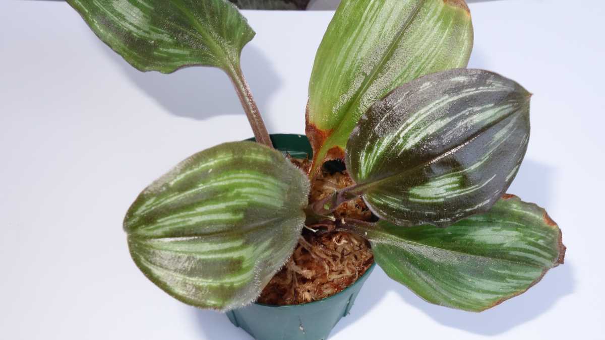 ツユクサsp ベトナム北部産 成長点2つ の中株 熱帯植物 ジュエルオーキッド 観葉植物 売買されたオークション情報 Yahooの商品情報をアーカイブ公開 オークファン Aucfan Com