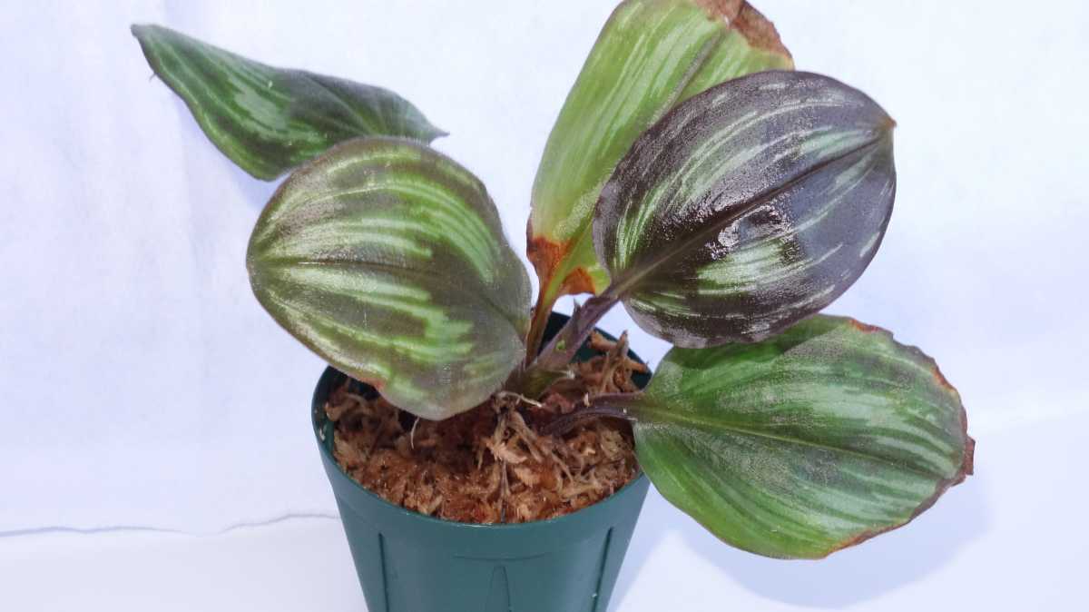 ツユクサsp ベトナム北部産 成長点2つ の中株 熱帯植物 ジュエルオーキッド 観葉植物 売買されたオークション情報 Yahooの商品情報をアーカイブ公開 オークファン Aucfan Com