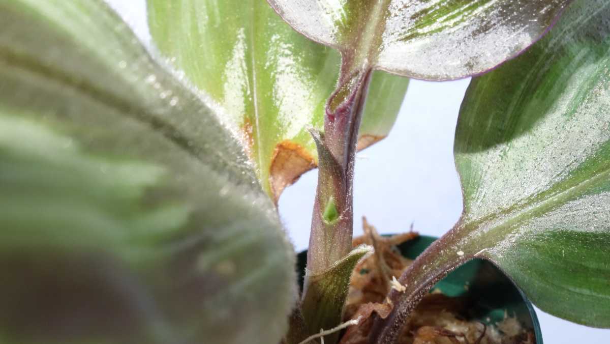 ツユクサsp ベトナム北部産 成長点2つ の中株 熱帯植物 ジュエルオーキッド 観葉植物 売買されたオークション情報 Yahooの商品情報をアーカイブ公開 オークファン Aucfan Com