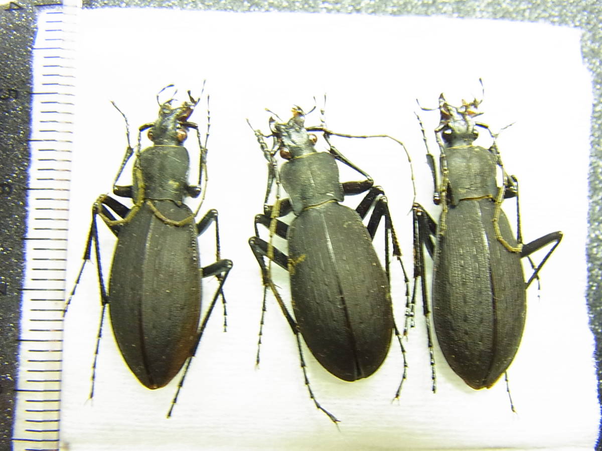 クロナガオサムシ Www Csbucal Com Br