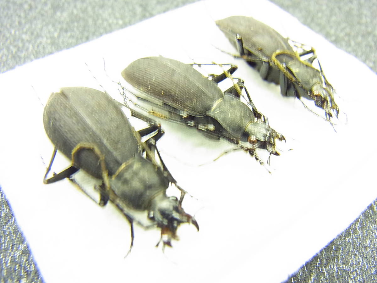甲虫の標本 西日本最高峰 石鎚山系産シコククロナガオサムシ ３頭 虫類 売買されたオークション情報 Yahooの商品情報をアーカイブ公開 オークファン Aucfan Com