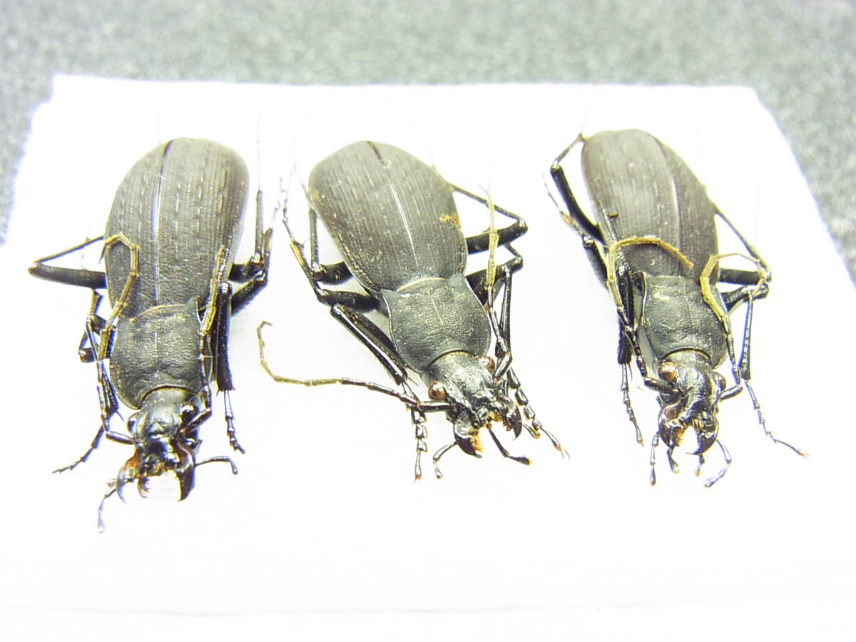 甲虫の標本 西日本最高峰 石鎚山系産シコククロナガオサムシ ３頭 虫類 売買されたオークション情報 Yahooの商品情報をアーカイブ公開 オークファン Aucfan Com