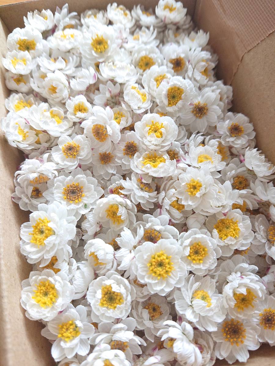 花かんざし ドライフラワー 50輪 一般 売買されたオークション情報 Yahooの商品情報をアーカイブ公開 オークファン Aucfan Com