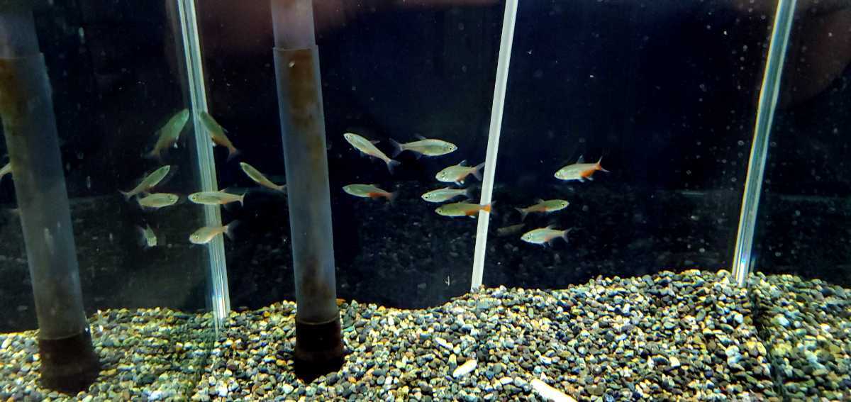 グリーンファイヤーテトラ 13匹セット テトラ 売買されたオークション情報 Yahooの商品情報をアーカイブ公開 オークファン Aucfan Com グリーンファイヤーテトラ 13匹セット テトラ 売買されたオークション情報 Yahooの商品情報をアーカイブ公開 オークファン Aucfan Com