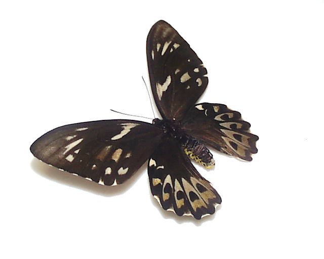 外国産蝶標本 メガネトリバネアゲハ A-♀ オーストラリア 産(虫類
