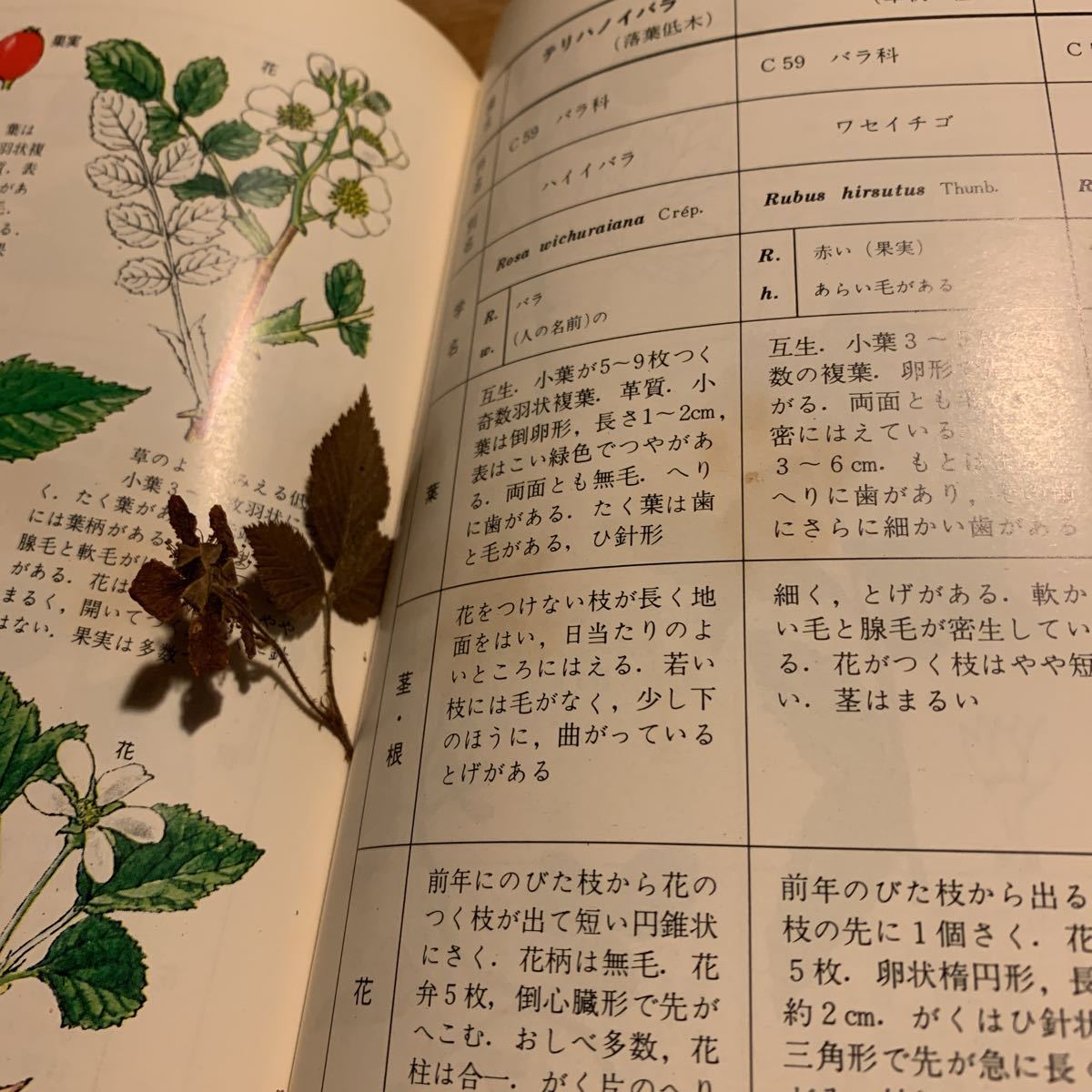 採集地別 原色野外植物検索大図鑑 石戸忠 著 全国教育図書 野草 植物 売買されたオークション情報 Yahooの商品情報をアーカイブ公開 オークファン Aucfan Com