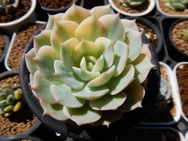 多肉植物 丸葉ローラ錦最大苗 最強斑 エケベリア サボテン 売買されたオークション情報 Yahooの商品情報をアーカイブ公開 オークファン Aucfan Com