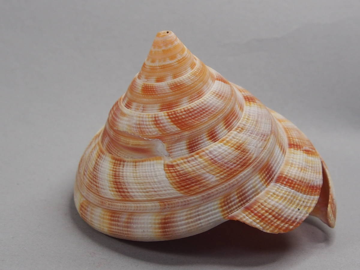 貝殻 標本 リュウグウオキナエビス コシダカオキナエビス 希少珍品