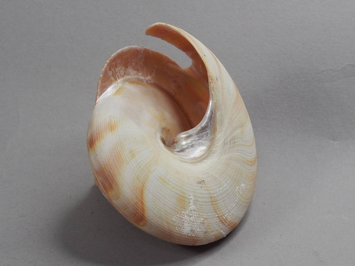 貝殻 標本 リュウグウオキナエビス コシダカオキナエビス 希少珍品