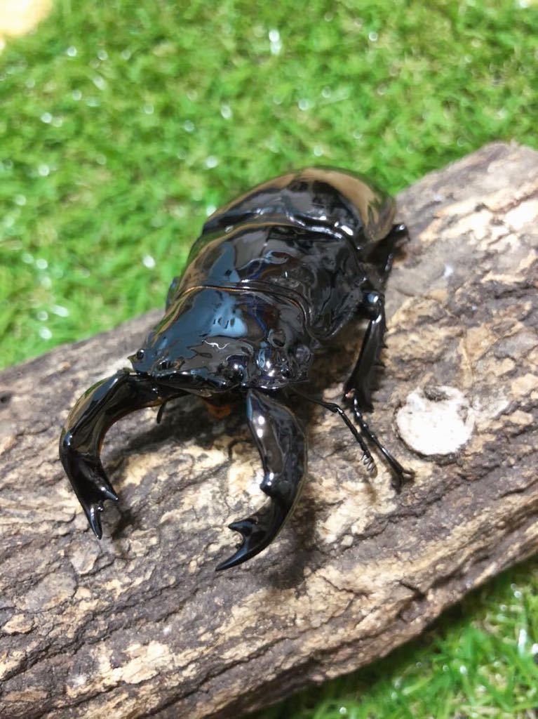 新成虫トリオ】特大タランドゥスオオツヤクワガタ♂87mm×♀55mm×♀54mm