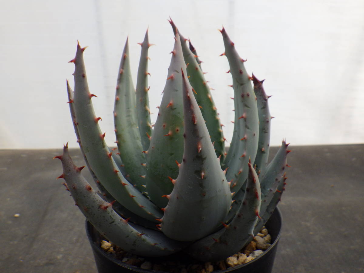 アロエ ペグレラエ 3 5号鉢植え 5 アロエ 売買されたオークション情報 Yahooの商品情報をアーカイブ公開 オークファン Aucfan Com