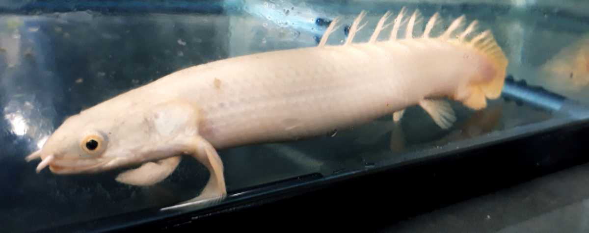プラチナ セネガルス 12cm プラチナセネガルス 12cm前後 1匹 セット 