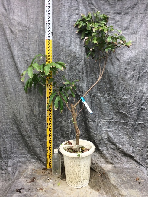 ライチ苗 ホンフェイレイシ取木大苗 8号鉢 花芽付き 果物 売買されたオークション情報 Yahooの商品情報をアーカイブ公開 オークファン Aucfan Com