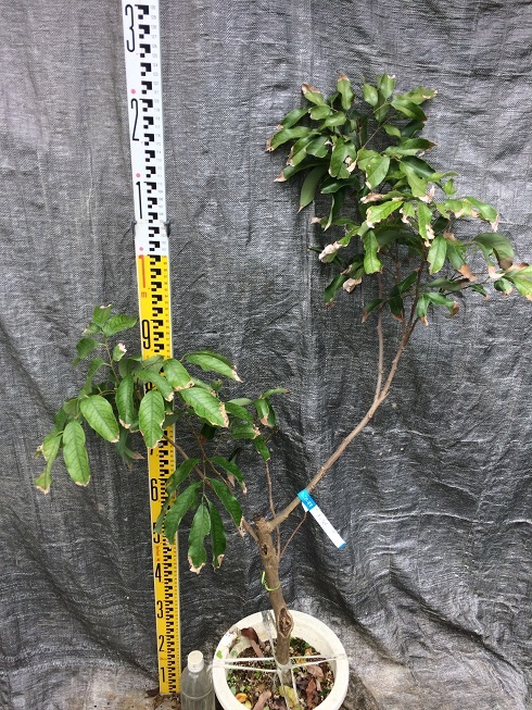 ライチ苗 ホンフェイレイシ取木大苗 8号鉢 花芽付き 果物 売買されたオークション情報 Yahooの商品情報をアーカイブ公開 オークファン Aucfan Com