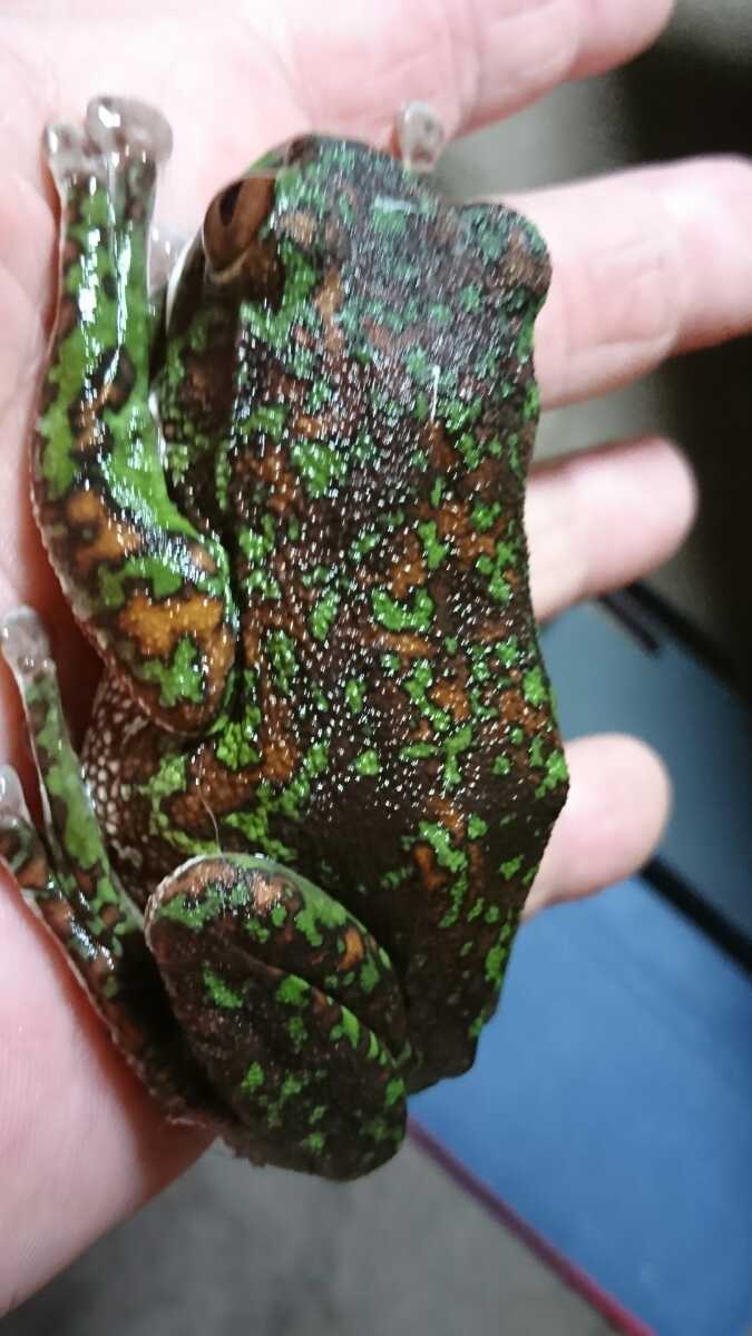 天然採集 モリアオガエル 伊豆半島エリア 約80mm No 2 カエル 売買されたオークション情報 Yahooの商品情報をアーカイブ公開 オークファン Aucfan Com